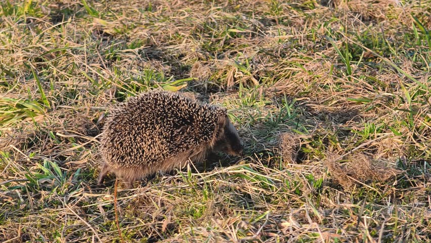 Cute Young Hedgehog Walking Through Spring Meadow
