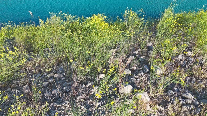 Drone flying at a low altitude over a flowered hill and Amadorio reservoir water with a reveal of mountains and blue sky in the background