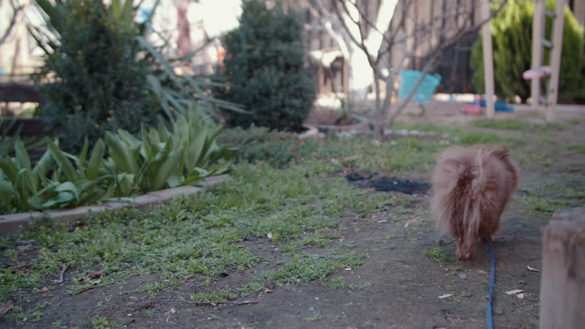 Brown Pomeranian dog walking on leash in backyard garden