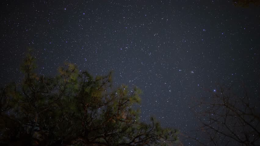 Time lapse of stars above a pine tree on a clear night