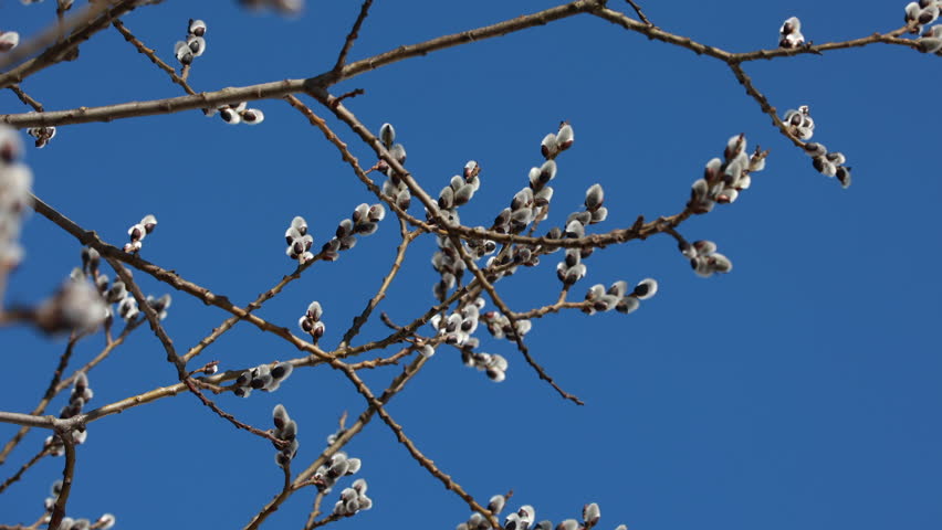 Blooming pussy willow catkins on bare branches under blue sky