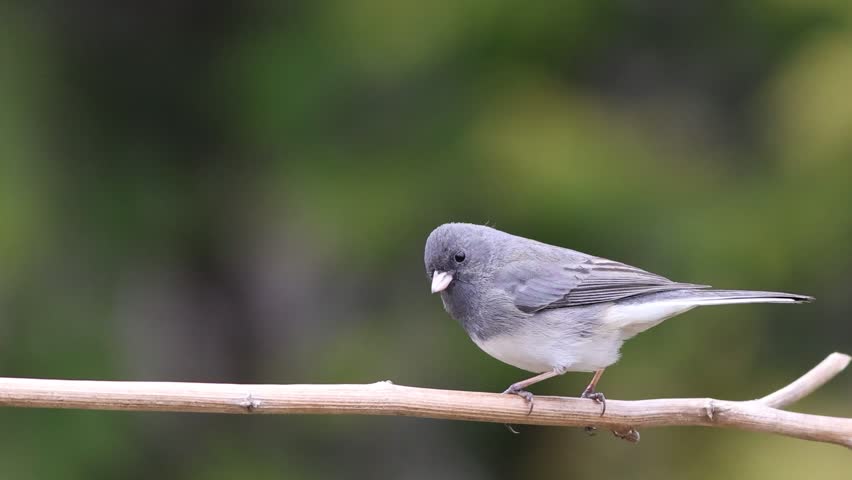 Dark eyed junco on branch looks turns around several times and flies down