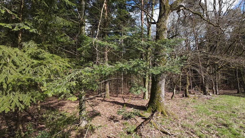 Point of view shot of a dirt path winding through a dense pine forest with sunlight filtering through the tall evergreen trees on a clear spring day.