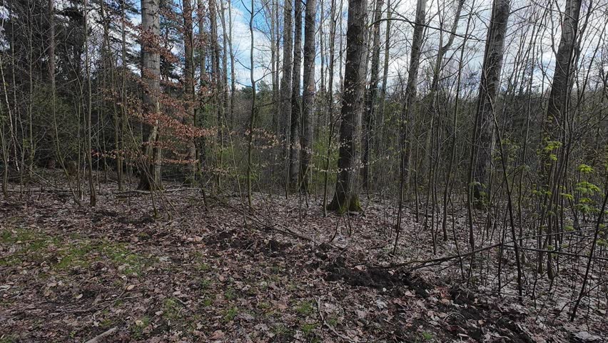 Point of view shot of a dirt path winding through a dense pine forest with sunlight filtering through the tall evergreen trees on a clear spring day.