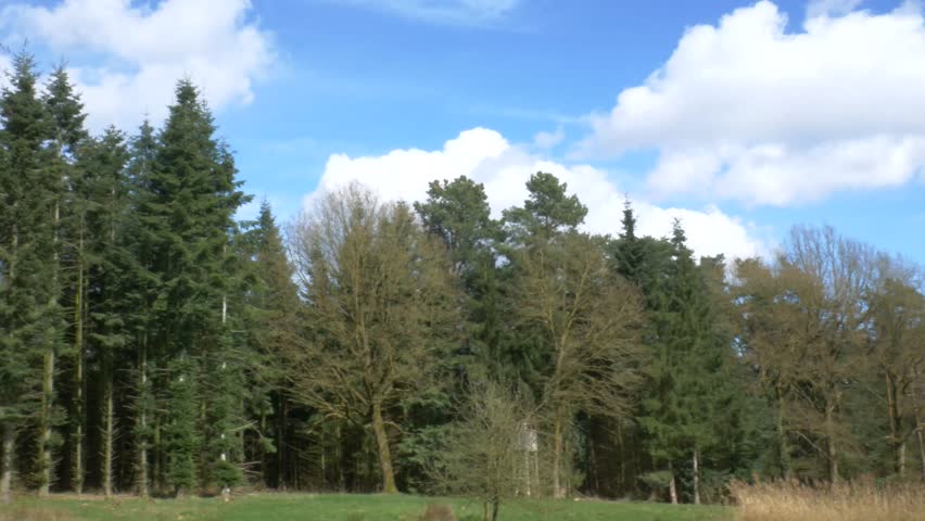 Point of view shot of a dirt path winding through a dense pine forest with sunlight filtering through the tall evergreen trees on a clear spring day.