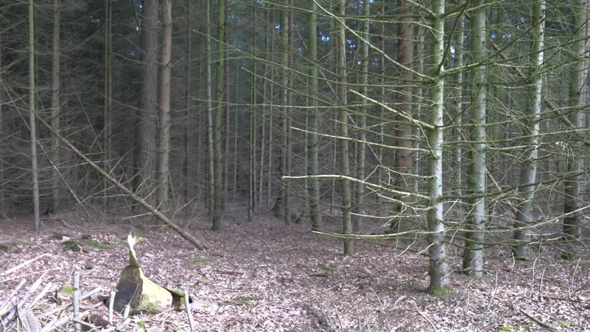 Point of view shot of a dirt path winding through a dense pine forest with sunlight filtering through the tall evergreen trees on a clear spring day.