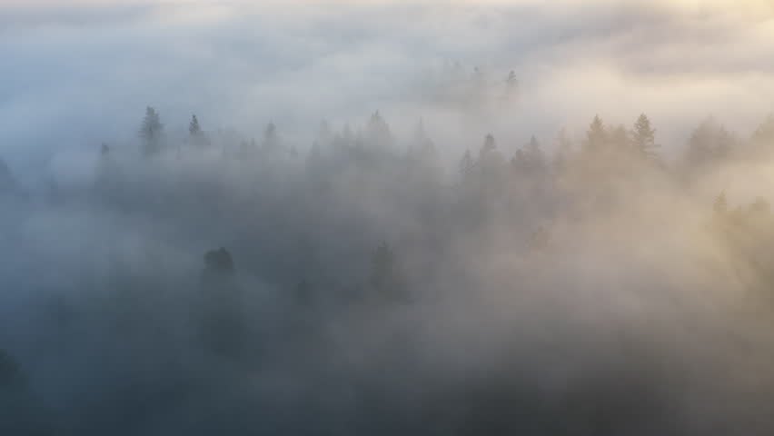 Fog drifts over a forest of primarily evergreen fir trees in Oregon, just south of Portland. The entire Pacific Northwest region is known for its magnificent forests and mountainous landscapes.