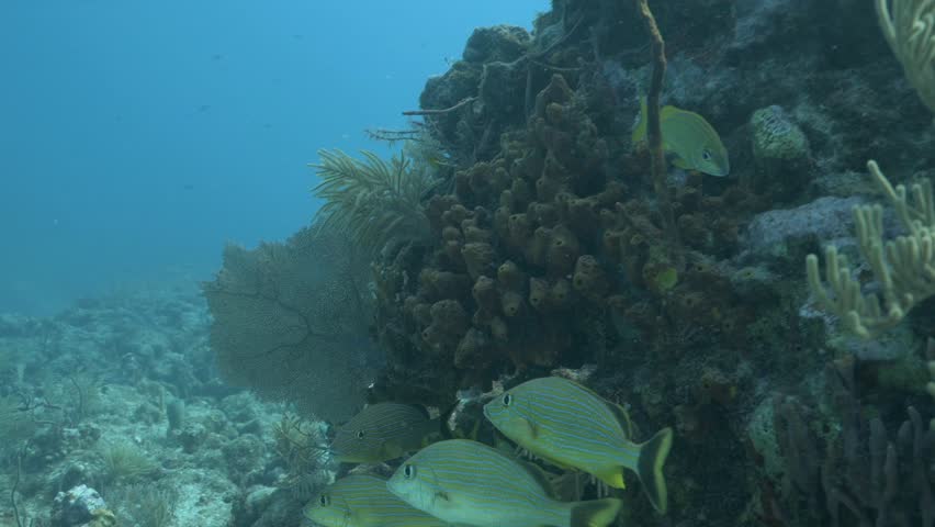 School of french grunt Haemulon flavolineatum fish swimming underwater near coral reef