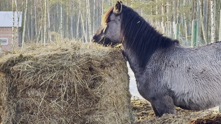 A horse stands next to a large hay bale and eats. The stable is surrounded by trees. Snow covers the ground, and sunlight shines through the branches.