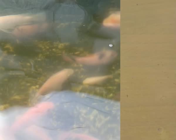 Red tilapia fish swimming in a pond with copy space on the right side for text or design