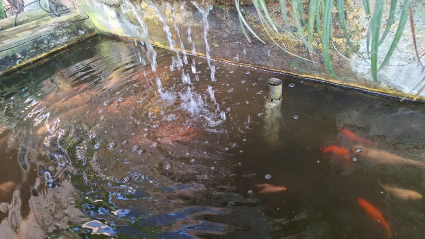 Goldfish Carassius auratus pond waterfall high angle view outdoor garden park with decorative orange fish swimming for calm mood