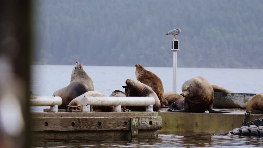 Sea Lions at dawn on the coast of British Columbia, Canada.