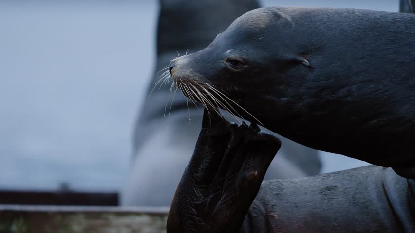 A California sea lion scratches itself with its foot and then leaves the frame.