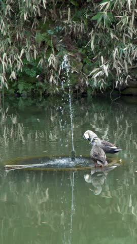 Two ducks preen themselves on a platform beside a vertical fountain in a Japanese garden