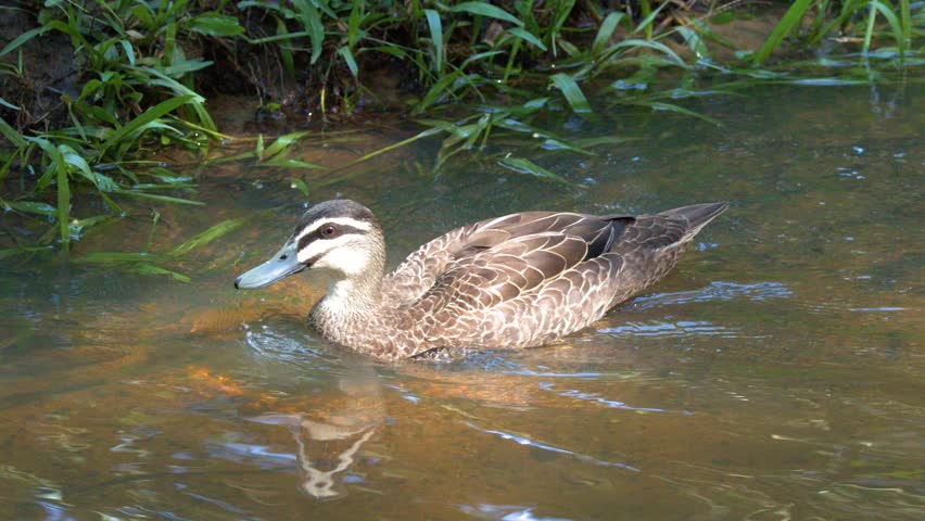 A Pacific black duck swims through calm pond water near grassy banks in bright daylight