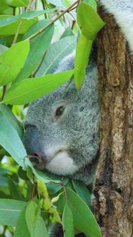 A close-up shot shows a koala resting against a tree trunk surrounded by eucalyptus leaves