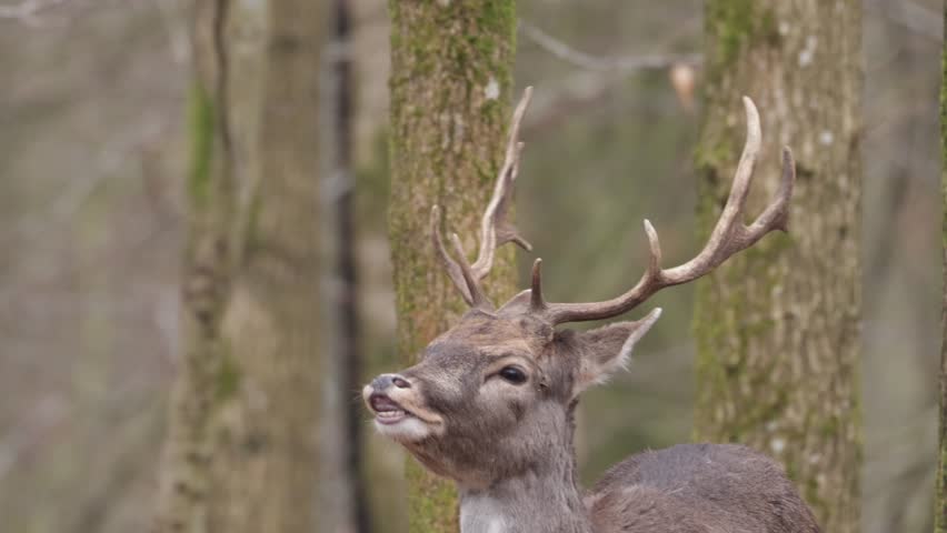 A majestic fallow deer buck with large antlers standing calmly in a natural forest environment. Peaceful wildlife behavior in a Scandinavian woodland setting. Ideal for nature documentaries, wildlife footage, ecology themes, and forest‑related content.