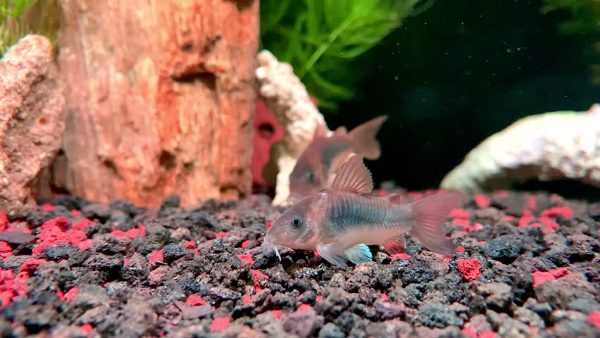 Bronze Corydoras Catfish (Corydoras aeneus) Foraging on Aquarium Substrate