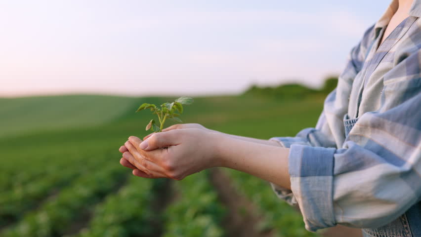 A young woman gently holds a small green seedling in her cupped hands, smelling its fresh scent in a field at sunset