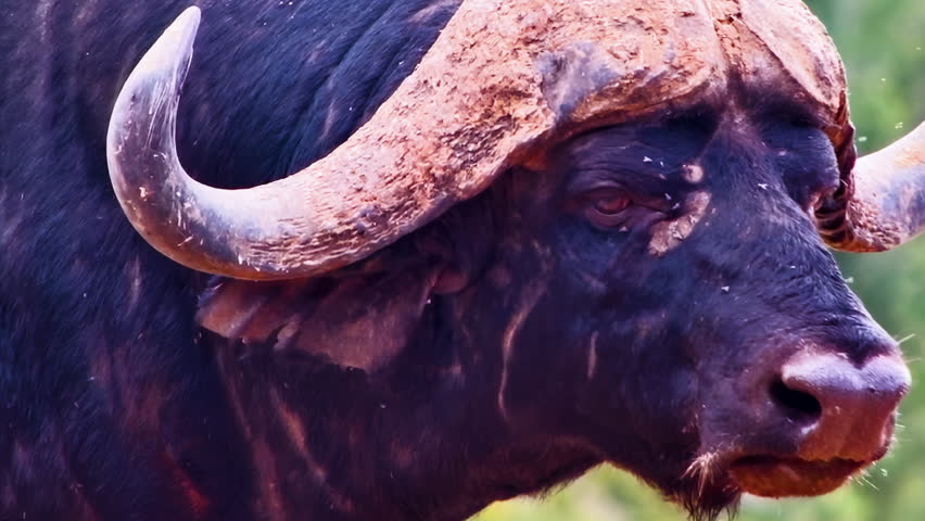An intense close up of an African buffalo face at a watering hole.