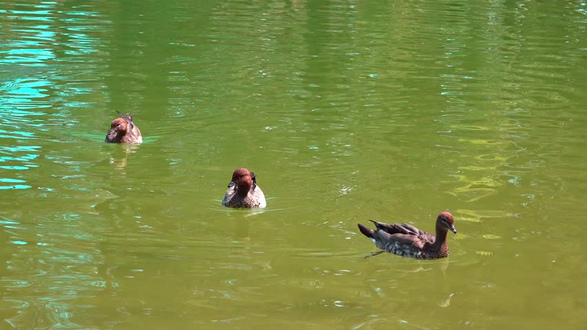 Pair of Australian Wood Ducks (Chemeketa jubata) Swimming in a Calm Green Pond During Daylight