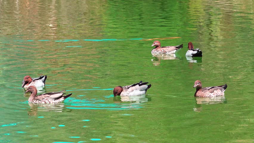 Group of Australian Wood Ducks (Chemeketa jubata) Swimming in a Calm Green Pond During Daylight