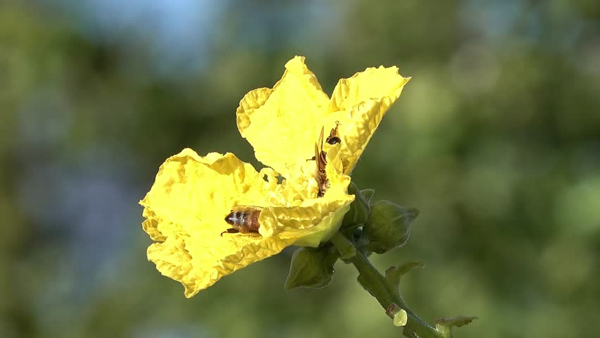 Close-Up of Honey Bees Pollinating a Bright Yellow Flower in a Sunlit Garden