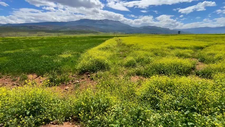 Beni Mellal, Morocco – March 26, 2026: A spring morning in Beni Mellal, with clear skies and vibrant yellow wildflowers blooming across the hills.