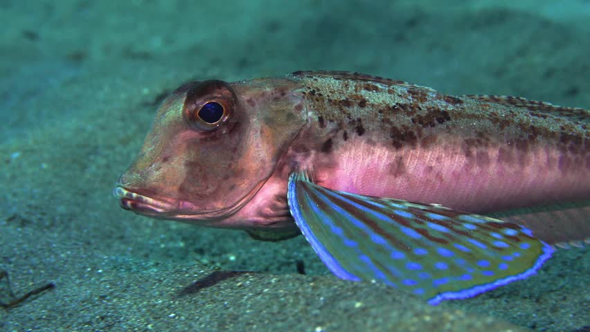 Rare sea robin displays colorful pectoral fins while approaching camera