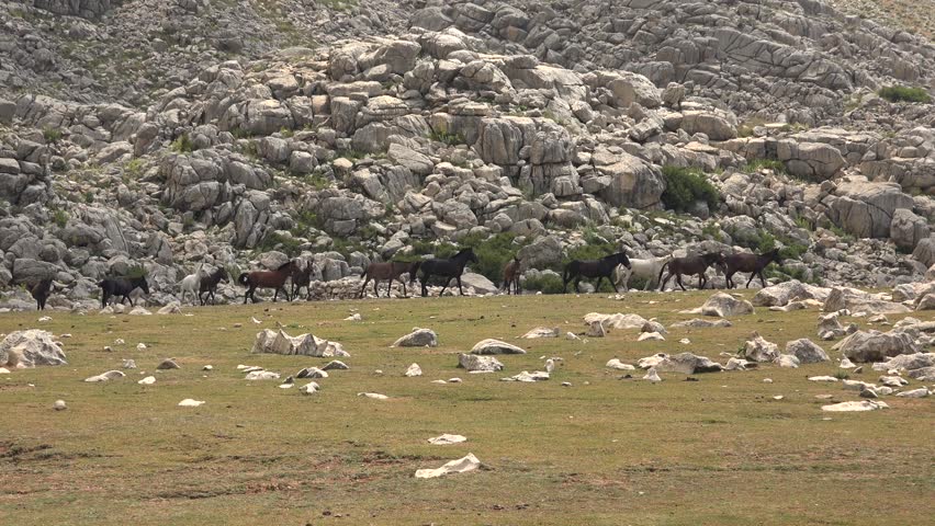 Wild horses roaming freely across rocky, treeless mountain foothills and open highland plateaus. The herd moves over brown and black terrain, symbolizing wilderness solitude and the spirit of freedom. Posture, spacing, route choice, gaze direction, body tension make behavior immediately readable, emotionally engaging. Open ground around subjects heightens vulnerability, freedom, hierarchy, calm movement depending upon speed, group interaction. Natural body color against rock, grass, snow, scrub strengthens subject separation while keeping habitat context intact. Unscripted motion gives convincing wildlife or pastoral character, useful for observation, symbolism, broader landscape narratives. Tracks, houses, fields, orchards, fences, corrals, grazing areas connect natural setting with everyday regional life. Human presence stays readable through settlement pattern, cultivated parcels, working infrastructure rather than staged activity. Pastoral details add social context, suggesting agriculture, remote habitation, seasonal labor, long established relationships with land. Open countryside spacing preserves authenticity, because buildings, routes sit naturally within surrounding relief, vegetation patterns. Layered relief, exposed strata, broken slopes, distant ridgelines give strong geographic structure across the entire view. Rock, soil, scrub, forest cover, open meadow patterns emphasize landform contrast shaped by climate, long erosion. Elevation change becomes especially clear where valleys, plateaus, cliffs, basins, high ridges organize visual rhythm across frame. Regional character feels convincing thanks to genuine topography, broad horizons, unforced relationships between surface texture, contour. Foreground detail anchors scale, middle distance builds depth, remote horizon completes convincing spatial continuity. Additional visible cues suggest herd, mountain, horses, freedom, rocky, rocky terrain.