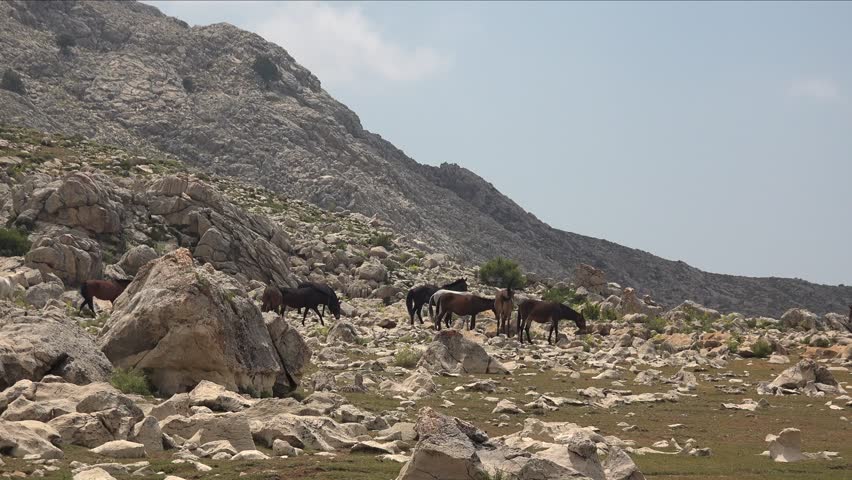 Wild horses roaming freely across rocky, treeless mountain foothills and open highland plateaus. The herd moves over brown and black terrain, symbolizing wilderness solitude and the spirit of freedom. Posture, spacing, route choice, gaze direction, body tension make behavior immediately readable, emotionally engaging. Open ground around subjects heightens vulnerability, freedom, hierarchy, calm movement depending upon speed, group interaction. Natural body color against rock, grass, snow, scrub strengthens subject separation while keeping habitat context intact. Unscripted motion gives convincing wildlife or pastoral character, useful for observation, symbolism, broader landscape narratives. Tracks, houses, fields, orchards, fences, corrals, grazing areas connect natural setting with everyday regional life. Human presence stays readable through settlement pattern, cultivated parcels, working infrastructure rather than staged activity. Pastoral details add social context, suggesting agriculture, remote habitation, seasonal labor, long established relationships with land. Open countryside spacing preserves authenticity, because buildings, routes sit naturally within surrounding relief, vegetation patterns. Layered relief, exposed strata, broken slopes, distant ridgelines give strong geographic structure across the entire view. Rock, soil, scrub, forest cover, open meadow patterns emphasize landform contrast shaped by climate, long erosion. Elevation change becomes especially clear where valleys, plateaus, cliffs, basins, high ridges organize visual rhythm across frame. Regional character feels convincing thanks to genuine topography, broad horizons, unforced relationships between surface texture, contour. Foreground detail anchors scale, middle distance builds depth, remote horizon completes convincing spatial continuity. Additional visible cues suggest herd, mountain, horses, freedom, rocky, rocky terrain.