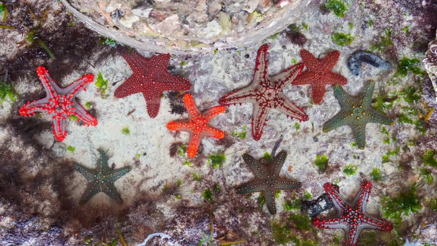 Multiple red-knobbed starfish (Protoreaster linckii) displaying various vibrant colors and patterns in shallow tropical water. Top-down view over sand and seagrass in Zanzibar