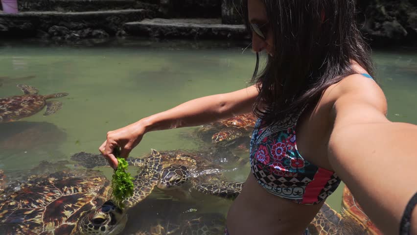 Visitor woman feeding and interacting with many green sea turtles in natural tidal pool. Captures authentic wildlife conservation and tourism in Nungwi, Zanzibar. Popular travel destination