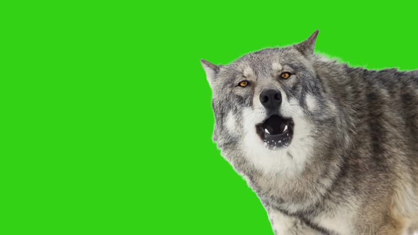 Aggressive gray wolf snarling and showing teeth on green screen. Animated cinemagraph, parallax animation, based on an original photograph. 