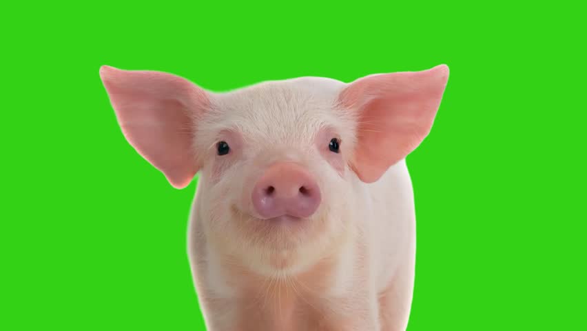 Cute pink piglet head looking at camera on green screen. Animated cinemagraph, parallax animation, based on an original photograph. 
