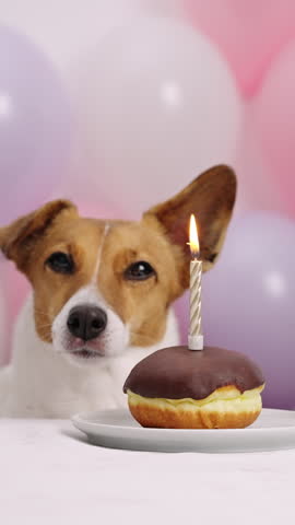 Vertical video dog birthday celebration licking nose festive donut candle. Jack Russell Terrier bday party colorful balloons background. Cute pet portrait lit candle indoor party decoration view.