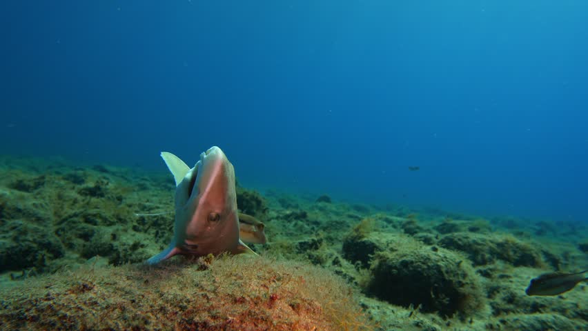 Lateral pan of dead Mustelus mustelus showing nylon line in its mouth