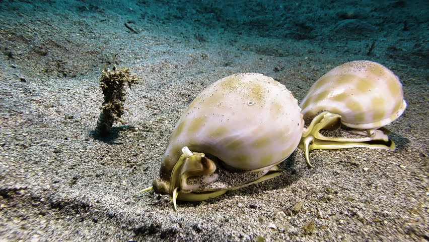 Banded bonnet snails during their mating ritual on the seabed. The snails, with their glossy shells, crawl in a single file right to left and pass a tiny coral formation.
