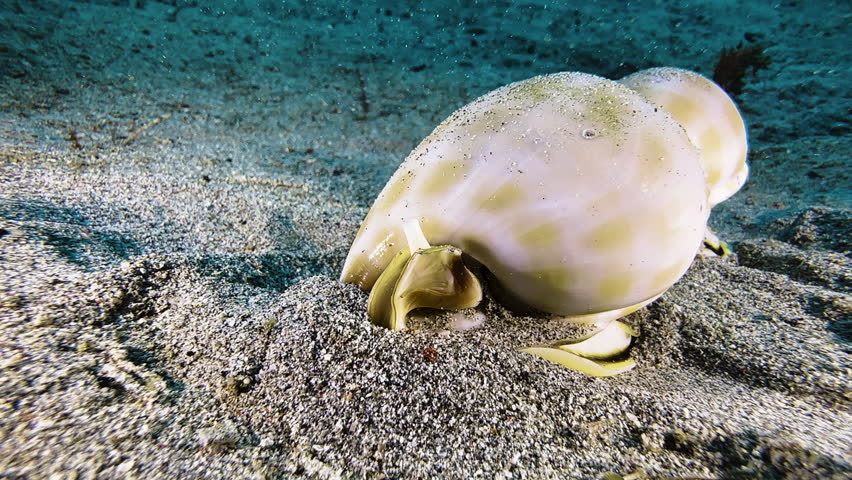Banded bonnet snails during their mating ritual on the seabed. The snails, with their glossy shells, crawl in a single file. The first one burrows into the sand with its tentacles and then resurfaces.