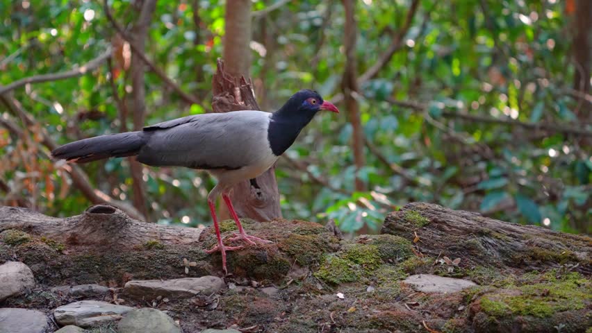 Coral-billed Ground Cuckoo (Carpococcyx renauldi) Birds forage in their natural habitat.	