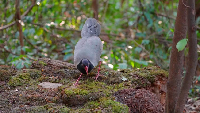 Coral-billed Ground Cuckoo (Carpococcyx renauldi) Birds forage in their natural habitat.	