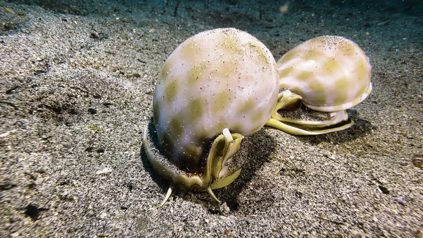 Banded bonnet snails during their mating ritual on the seabed. The snails, with their glossy shells, crawl in a single file and approach camera.