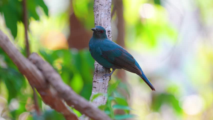 This Female fairy-bluebird is found in forests across tropical southern Asia A medium-sized bird with indigo body feathers, dark gray back and face, and red eyes