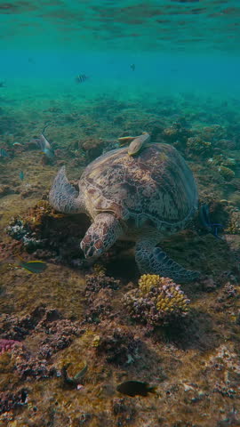 Vertical footage, Front view of Sea turtle eating small brown algae on top of coral reef slab in morning sun light, tropical fishes swims around Green Sea Turtle, Chelonia mydas Slow motion