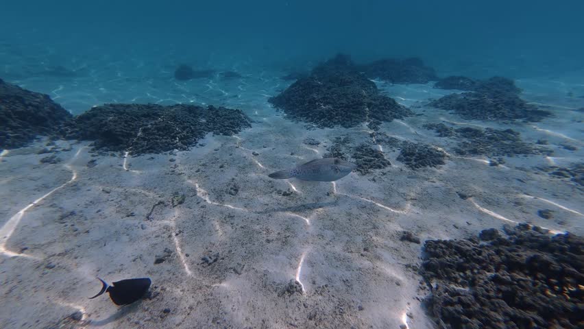 Tropical Scrawled Filefish Gliding in Clear Water Maldives Snorkeling Scene