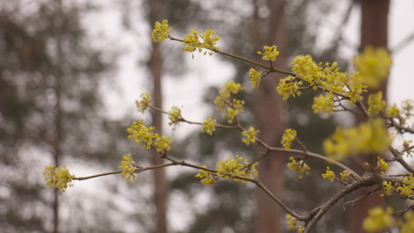 Close-up of yellow cornel flowers gently swaying on branches in a spring garden, with a softly blurred background and natural sunlight.