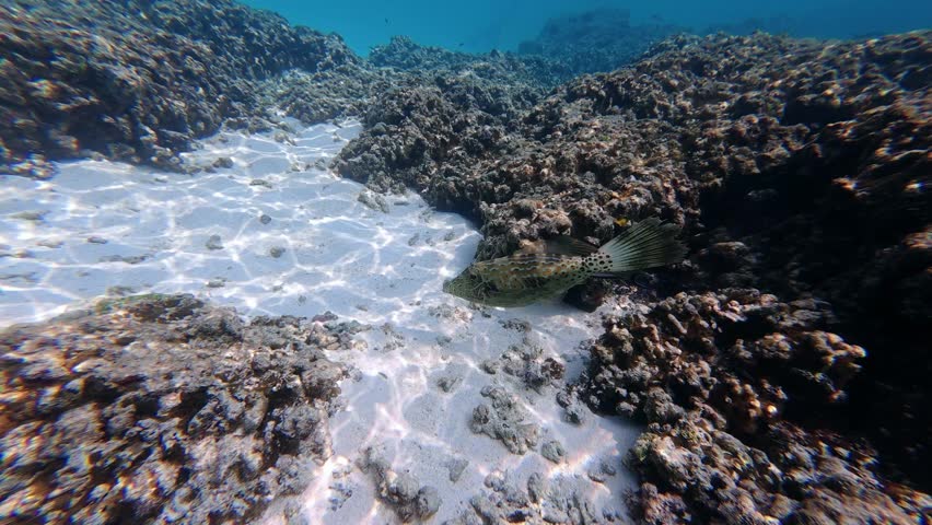 Scrawled Filefish (Aluterus scriptus) Swimming on Coral Reef in Maldives
