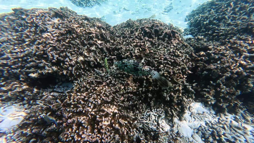 Scrawled filefish (Aluterus scriptus) swimming over a coral reef in clear tropical water in the Maldives. Unique patterned reef fish captured during snorkeling.