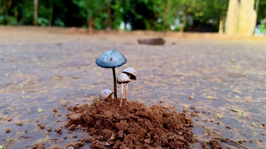 Small wild mushrooms growing through brown soil in a rural landscape, macro shot of nature