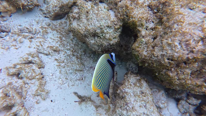 Emperor angelfish (Pomacanthus imperator) swimming close to the camera in clear tropical water in the Maldives. Bright and colorful reef fish captured during snorkeling.